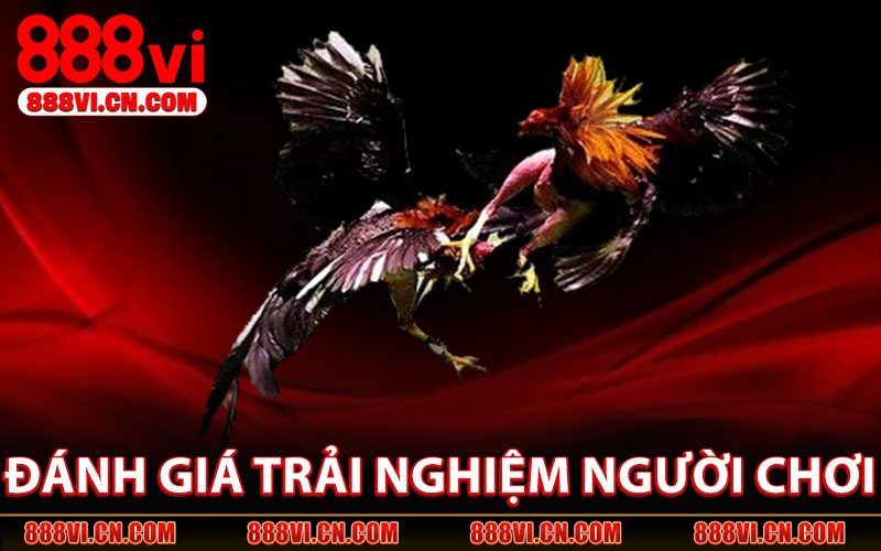 Đá Gà 888VI – Sân Chơi Kịch Tính Dành Cho Người Đam Mê 3 Đánh Giá Trải Nghiệm Người Chơi Đá Gà 888VI