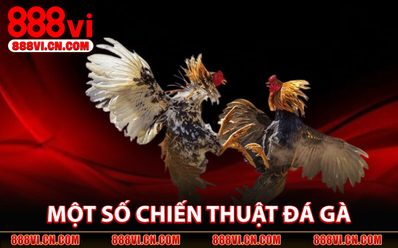 Một Số Chiến Thuật Đá Gà Tại 888VI